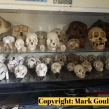 Cabinet-containing-numerous-primate-skulls-seized-by-South-Wales-Police-July-2018-©-Mark-Goulding