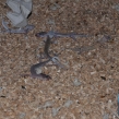 Dead geckos found during a raid (Copy)