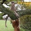 Devon-Cornwall-Police-deer-poaching-investigation