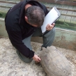 NWCU Officer gets friendly with a Sulcatta tortoise during a warrant (Copy)