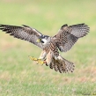 Peregrine from the protected nest in Kent survives!