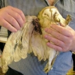 Shot barn owl (Copy)