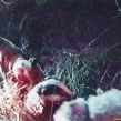 Still image from video of badger bait (Copy)