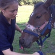 This horse from Kent died from this horrific cruelty