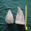 Two rhino horns, which were intended to be smuggled to China (Copy)