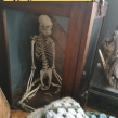 Woolly-monkey-skeleton-seized-by-South-Wales-Police-July-2018-©-Mark-Goulding