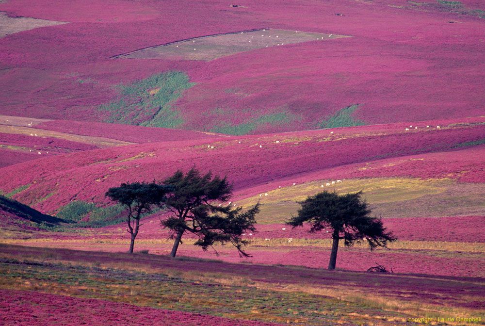 lammermuir hills