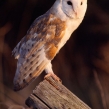 barnowl4b