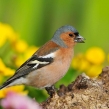 chaffinch7626lcampbell-a