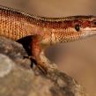 commonlizard4b