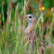 corn crake 4b