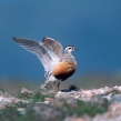 dotterel 4b