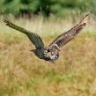 europeaneagleowl7d