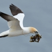 gannet2632-lcampbell-a