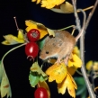 harvestmouse2b