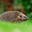 hedgehog17d