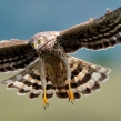 henharrier13d