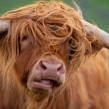 highlandcow5b