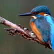 kingfisher4b