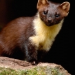 pinemarten2b