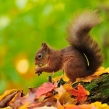 redsquirrel2797-l-campbell-a