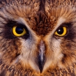 shortearedowl4b