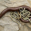 slowworm3b