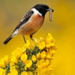 stonechat2671dlcampbell-a