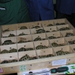 A consignment of Hermann's Tortoises through Heathrow ARC