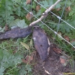Badger which had been snared and died. The land owner did not know that traps had been set.