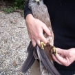 Black kite sold illegally - the bird is believed to have been taken from the wild (Copy)