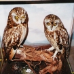 Both these Short-eared owls had been shot (Copy)