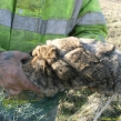 Caught with rabbit in hand by Kent Police