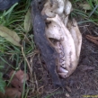 Close up of snared badger's scull which had decomposed