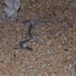 Dead geckos found during a raid (Copy)