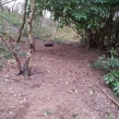 Dorset-Police-Badger-sett-destroyed-Poole