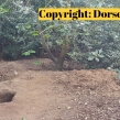 Dorset-Police-badger-sett-2