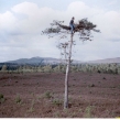 Egg collector at an Osprey nest (Copy)