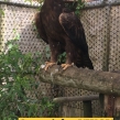 Golden-Eagle-inspected-during-an-enquiry-by-APHA-and-Avon-and-Somerset-Police-August-2019-©-IG