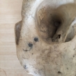 Gorilla-skull-containing-pieces-of-shot-seized-by-South-Wales-Police-July-2018-©-IG