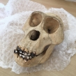 Gorilla-skull-seized-by-South-Wales-Police-July-2018-©-IG