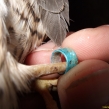 Over-sized leg ring on a wild bird (Copy)