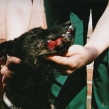 Patterdale terrier used in badger digging suffered serious injuries (Copy)