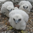 Peregrine Falcon chicks at a secret location in Kent which had been protected by the police from thieves after year on year attacks