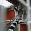 Ring-tailed lemurs be kept without permits (Copy)