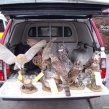 Seized taxidermy (Copy)