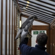 Smuggled African Hawk Eagle (Copy)