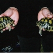 Smuggled Spur-thighed tortoises (Copy)