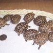 Spur-thighed tortoises being sold illegally.  Probably smuggled from Tunisia (Copy)