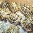 Spur-thighed tortoises being sold without permits (Copy)